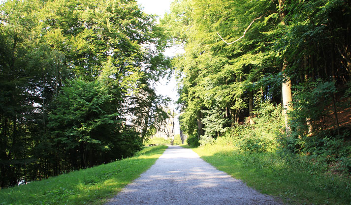 Wald Bobenthal Pfalz